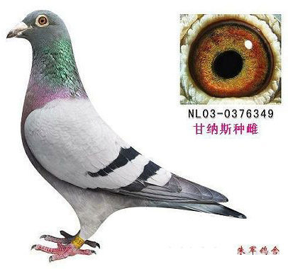 甘纳斯