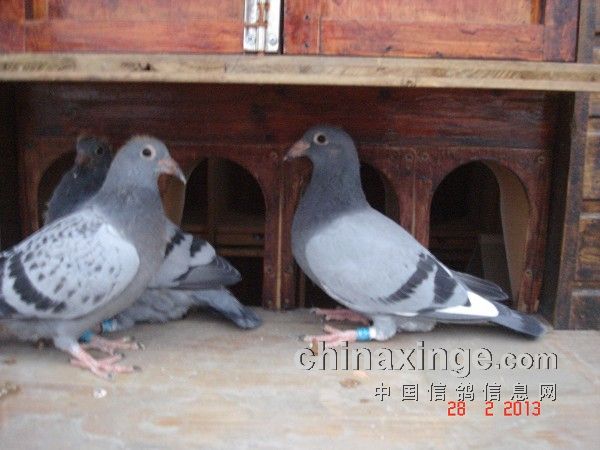 期盼已久的秋赛终于要来了